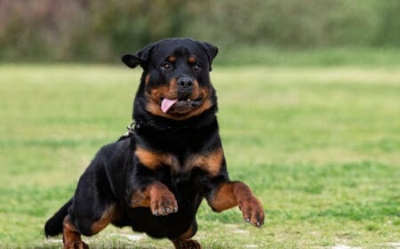 A black and brown Rottweiler puppy training to become a Rottweiler service dog.