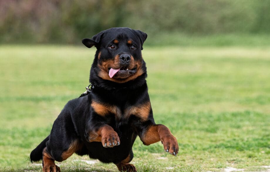 A black and brown Rottweiler puppy training to become a Rottweiler service dog.