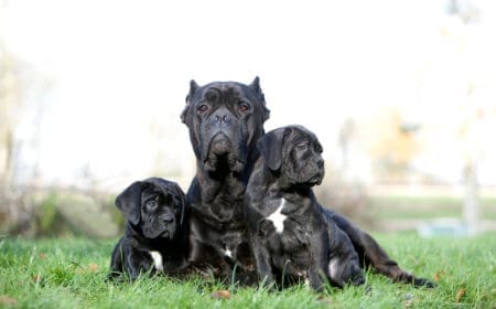 A group of cane corso service dogs sitting outside and preparing to start their training.