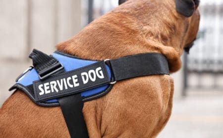 A service dog for epilepsy wearing a blue service dog vest on a city street during the day.