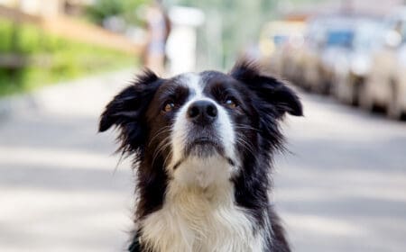 A border collie service dog in training.