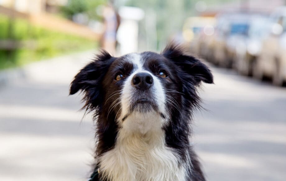 A border collie service dog in training.