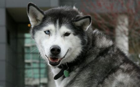 A husky outside in Canada in a city.