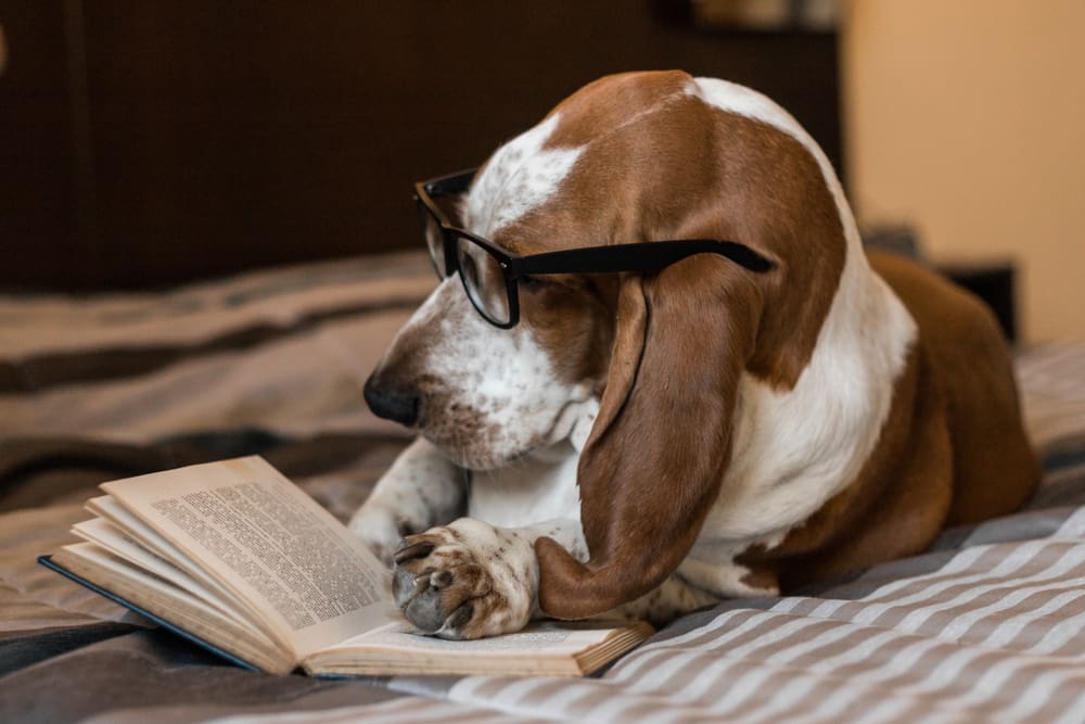 basset hound reading a book