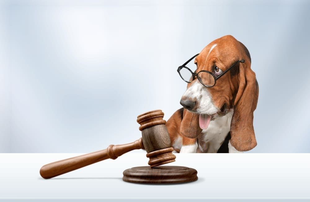 basset hound wearing glasses