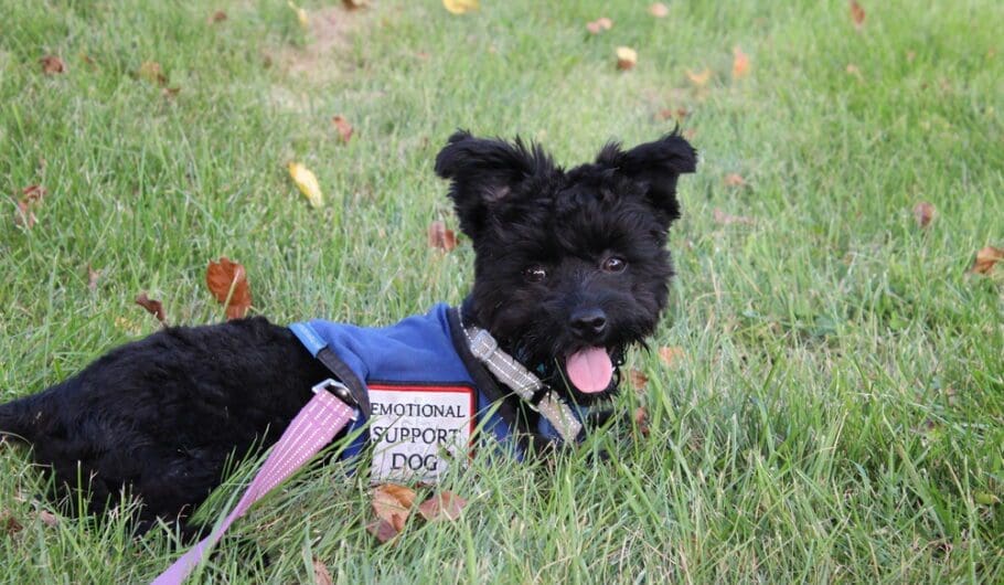 black dog wearing ESA vest