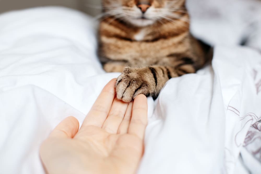 cat giving paw to man