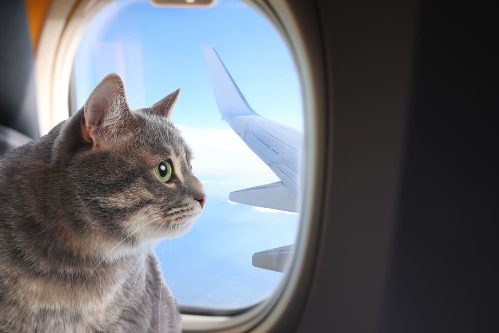 cat looking through airplane window