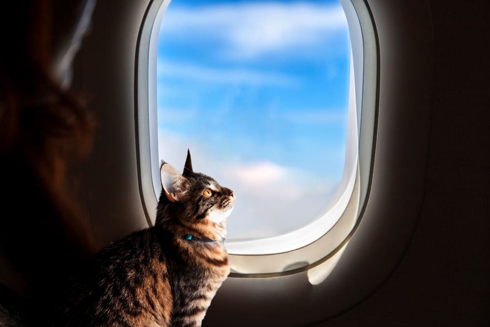 cat next to airplane window