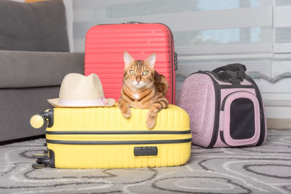 cat on yellow suitcase