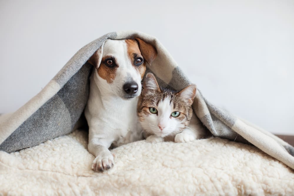 dog and cat under the blanket