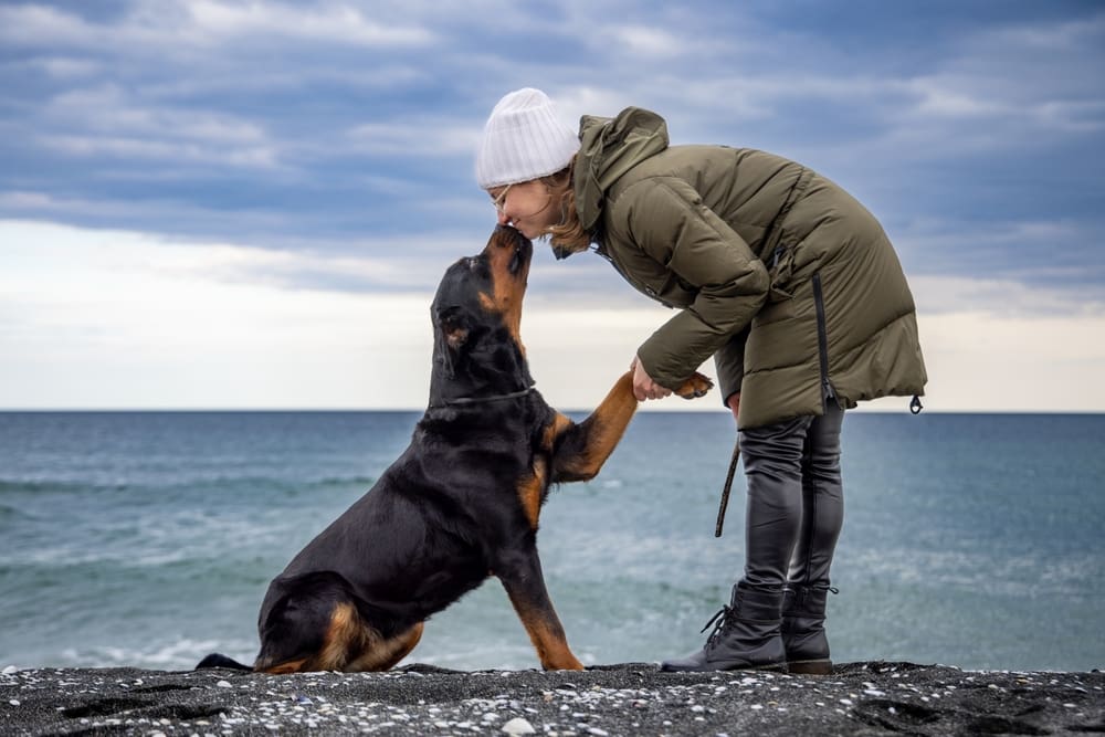 dog gives paw to handler