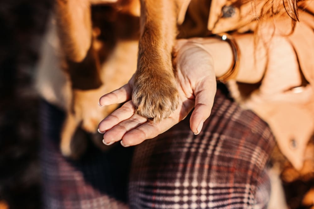 dog giving paw