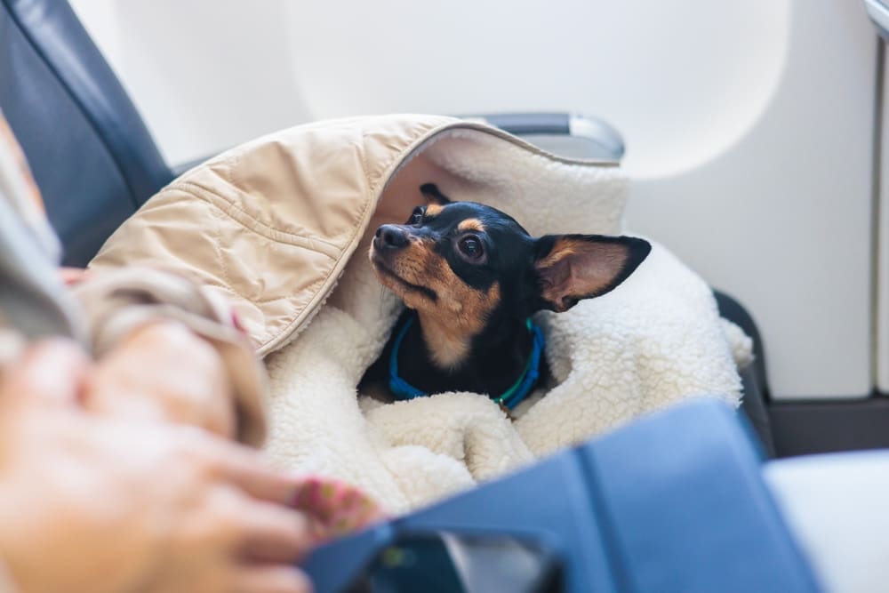 dog on airplane in blanket