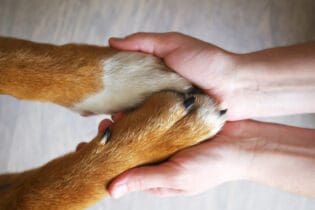 dog paws held in human hands