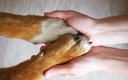 dog paws held in human hands