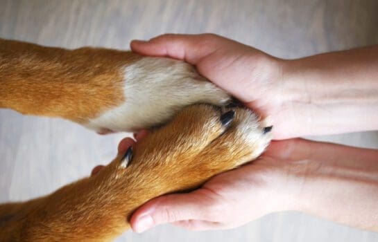 dog paws held in human hands