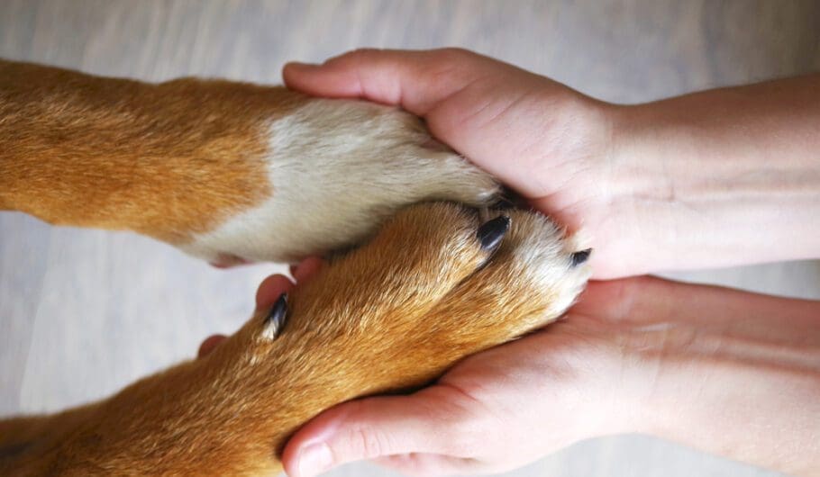 dog paws held in human hands