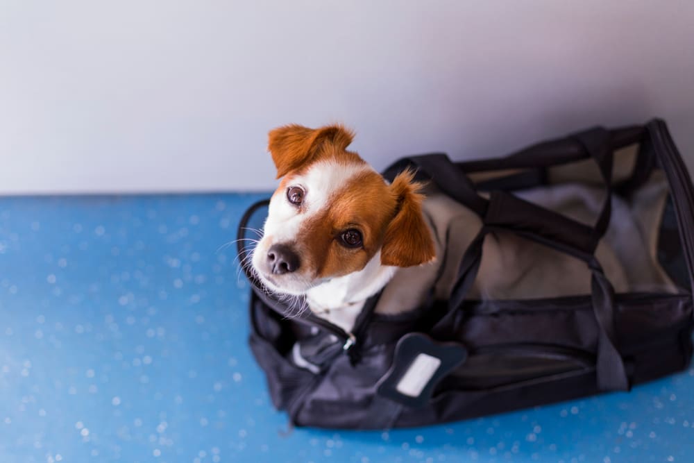 dog sitting inside pet carrier