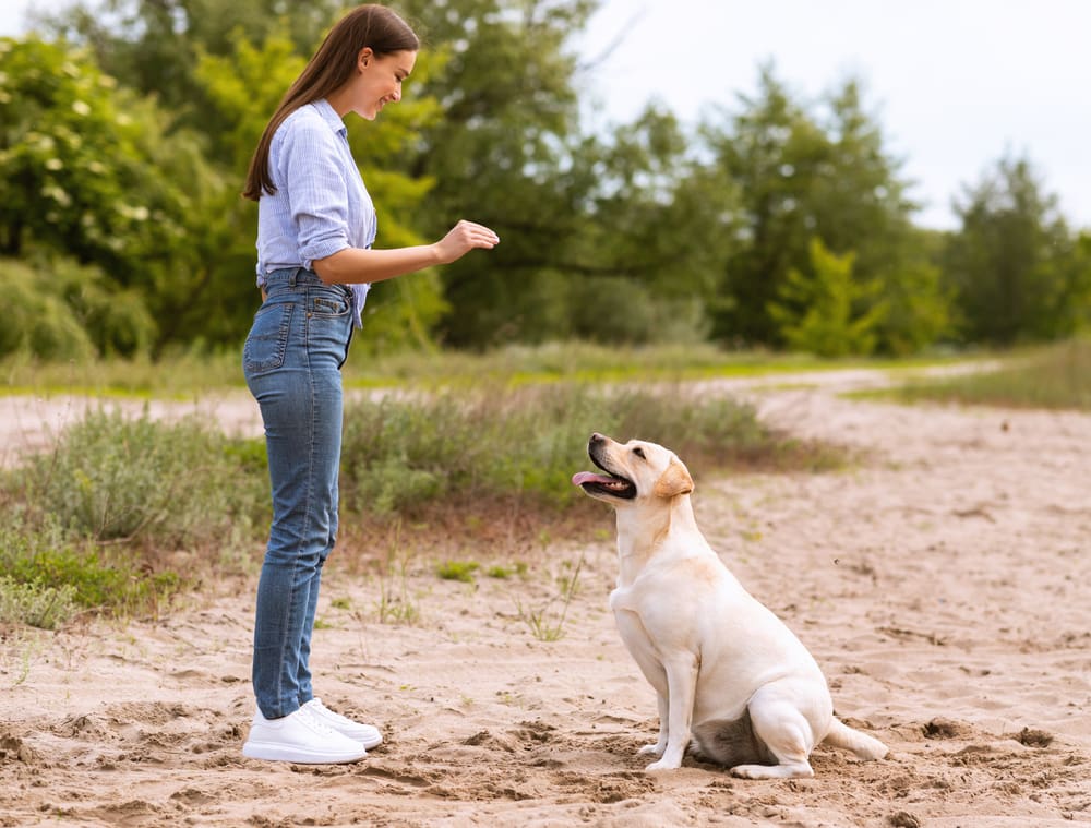 dog trainer teaching dog to sit