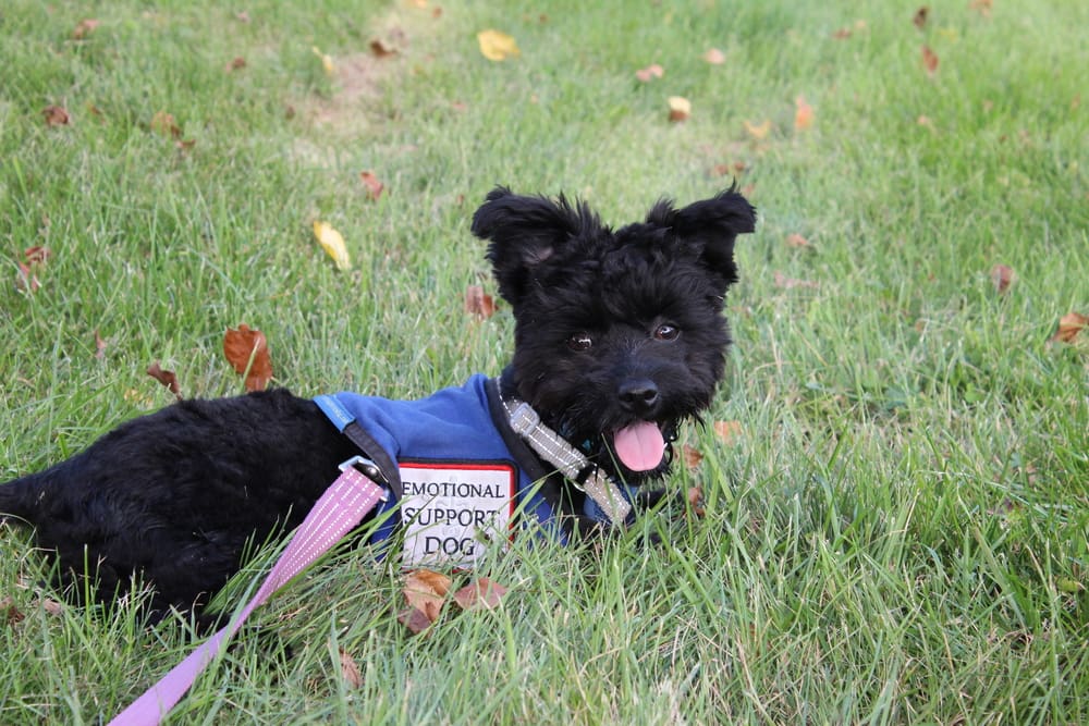 emotional support dog lying in grass