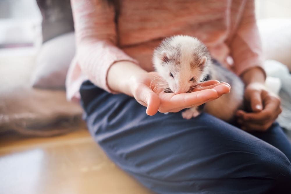 ferret sits in woman's lap eating