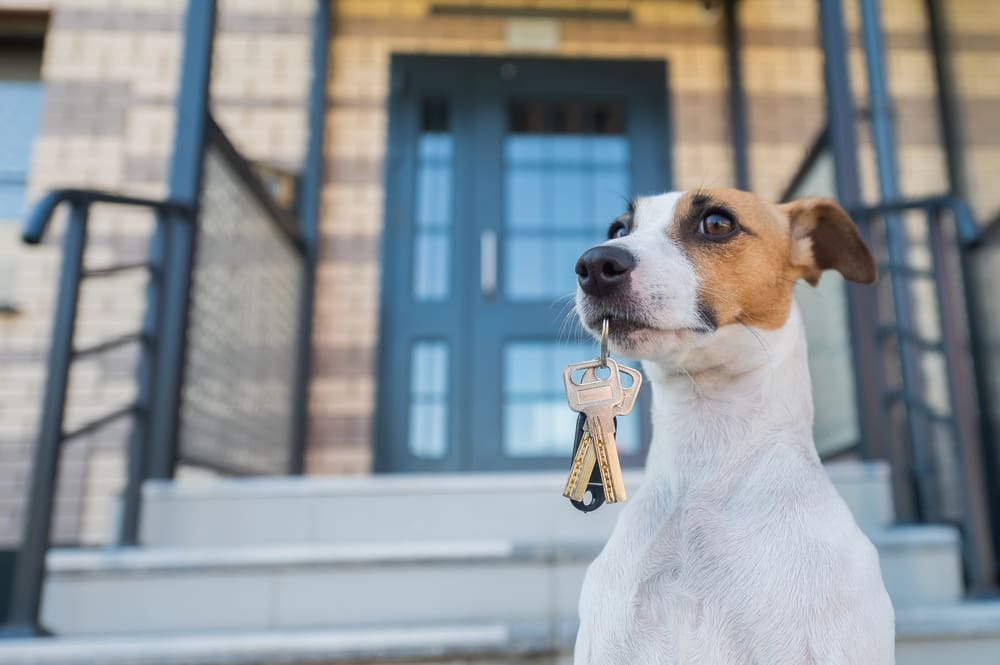 jack russell terrier holding keys