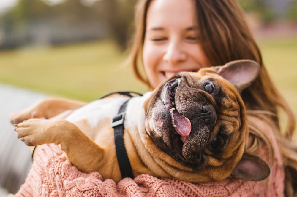 pug with mouth open