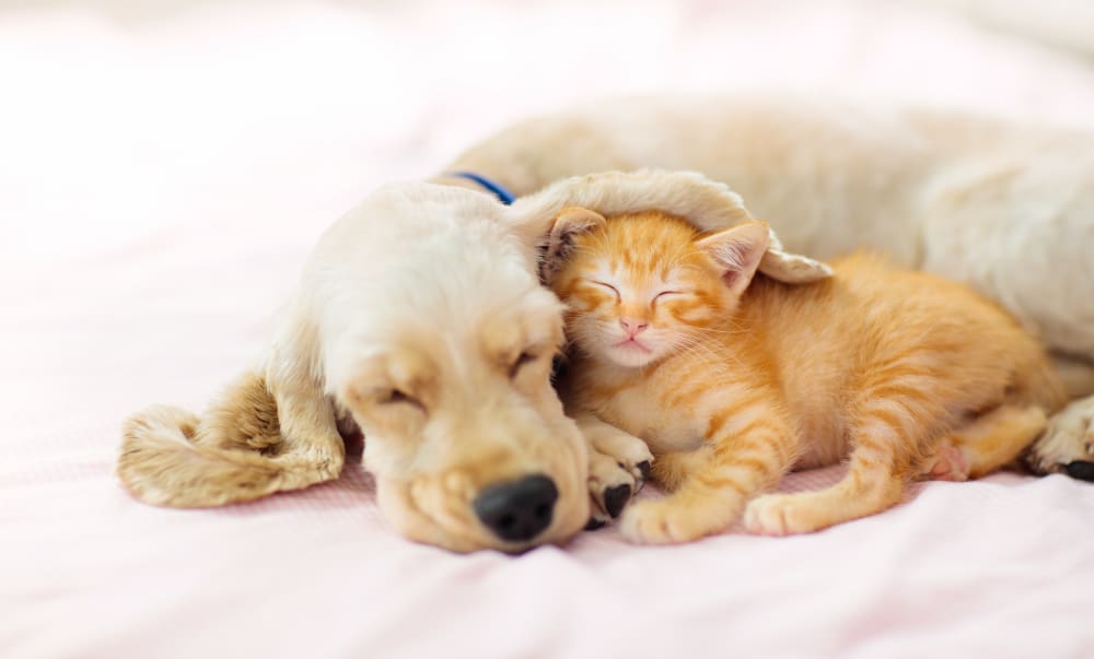 puppy and kitten sleeping together