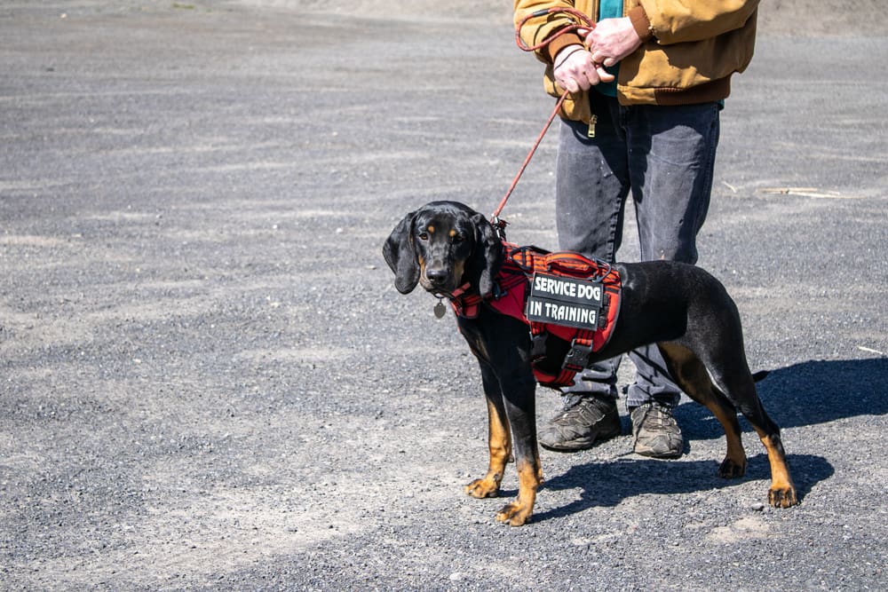 service dog in training with handler