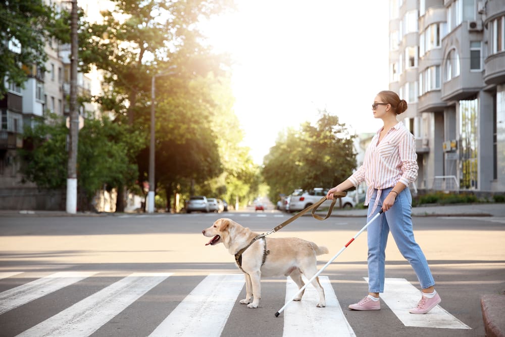 service dog leading blind woman