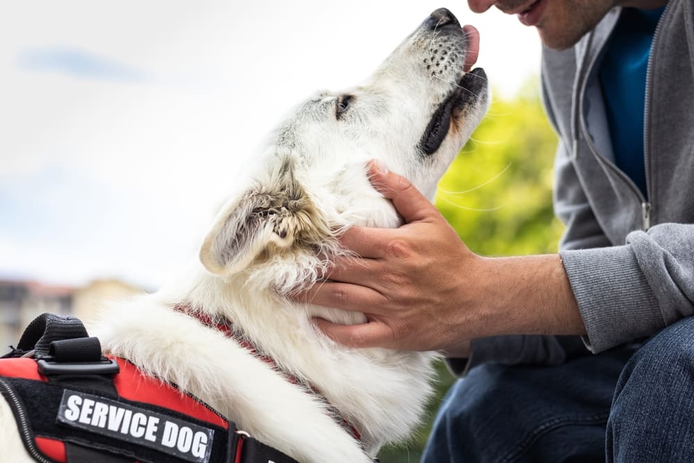 service dog licking handler