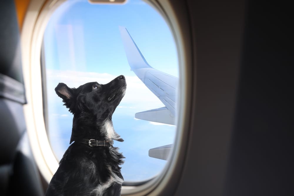 service dog on plane