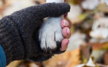 A dog and human shake hands.