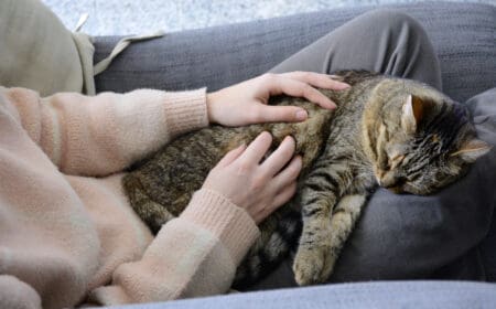 A happy emotional support cat receiving pets on a woman’s lap.