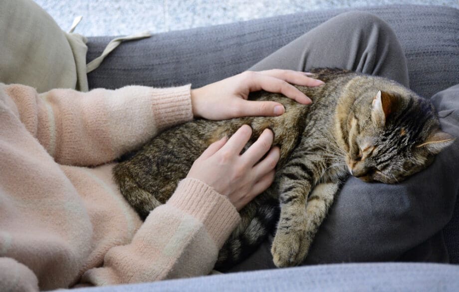 A happy emotional support cat receiving pets on a woman’s lap.