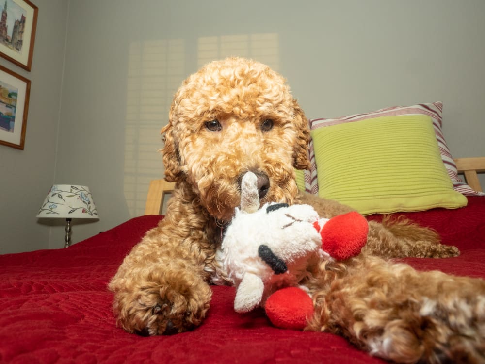 Labradoodle, a hypoallergenic service dog, playing with a toy in its mouth.