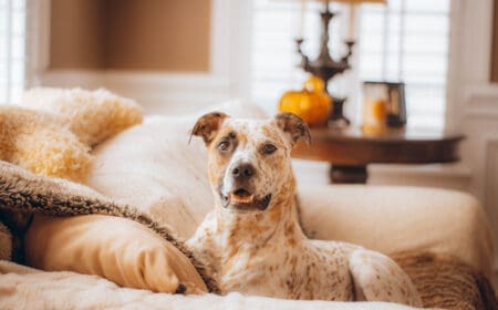A dog sitting on a couch.