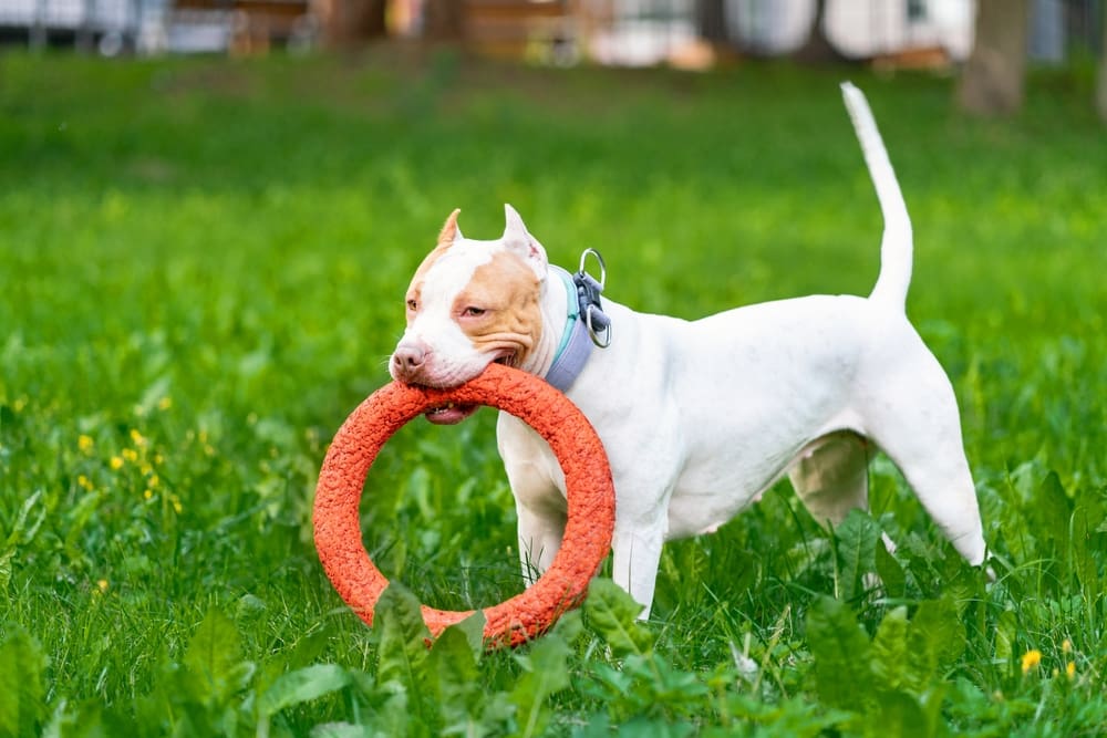 A pitbull puppy playing with an orange hoop on the grass in a park.