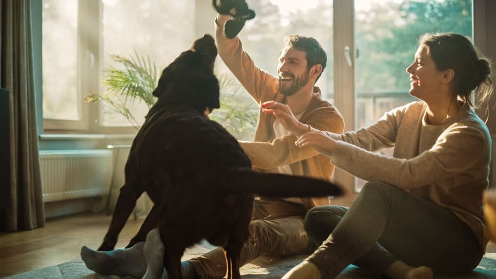A happy couple playing with their ESA at home.