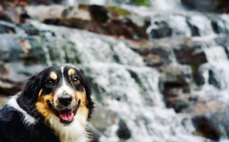 An emotional support dog panting next to a mountain in Tennessee.