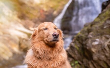 smiling dog in front of waterfall