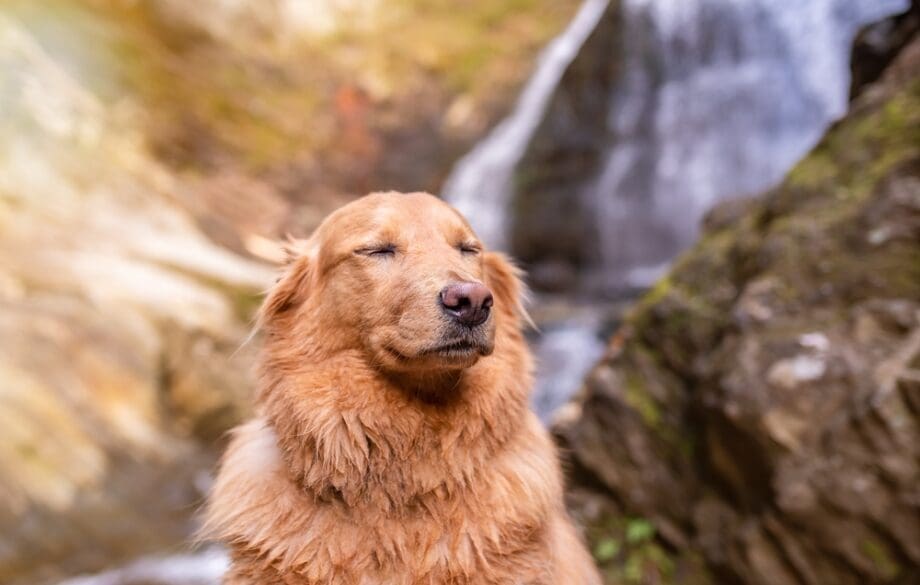 smiling dog in front of waterfall