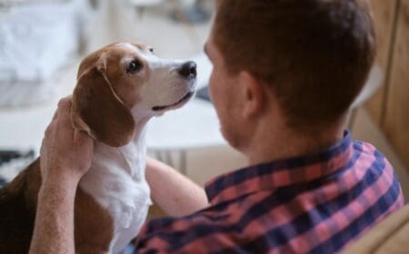 Emotional support beagle looking at its owner, wondering, “Do ESA letters expire?”