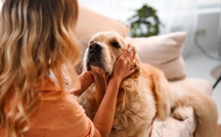 A golden retriever cuddling female owner on couch.