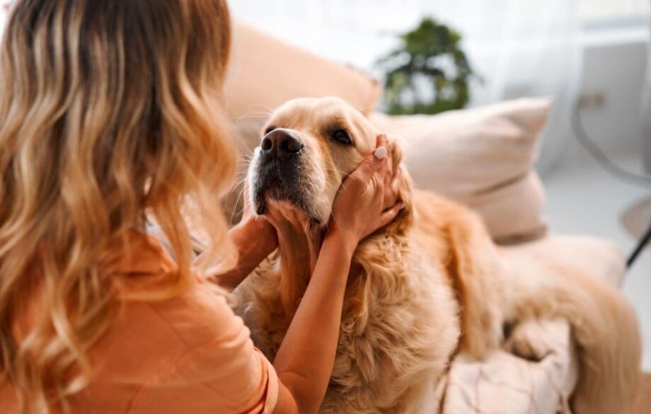 A golden retriever cuddling female owner on couch.