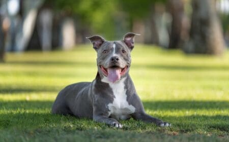 A smiling grey pitbull service dog sitting on the grass in a park.