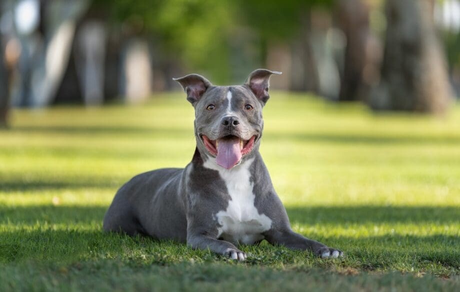A smiling grey pitbull service dog sitting on the grass in a park.