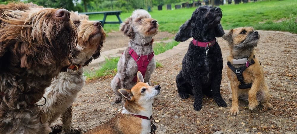 A group of dogs socializing with each other and participating in an obedience class.
