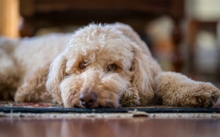 A light brown standard poodle, one of the best hypoallergenic dogs, lying on the floor looking at the camera.
